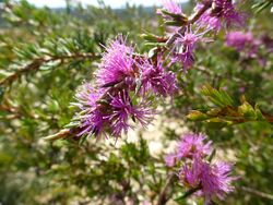 Melaleuca scabra (leaves, flowers) 02.JPG