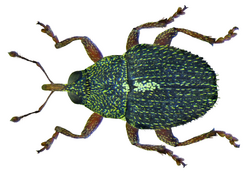 Micrelus ericae (Gyllenhal, 1813) (8469448987).png