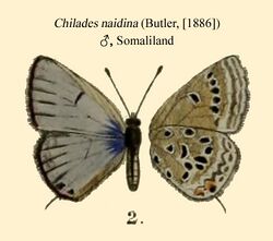 NaidinaButler1886.JPG