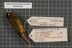 Naturalis Biodiversity Center - RMNH.AVES.18563 1 - Zosterops fuscicapilla fuscicapilla Salvadori, 1875 - Zosteropidae - bird skin specimen.jpeg