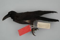 Naturalis Biodiversity Center - RMNH.AVES.90612 c T - Corvus validus Bonaparte, 1850 - Corvidae - skin - preserved specimen.jpeg