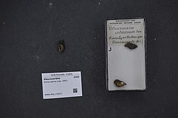 Naturalis Biodiversity Center - RMNH.MOL.175277 - Elimia aterina (Lea, 1863) - Pleuroceridae - Mollusc shell.jpeg