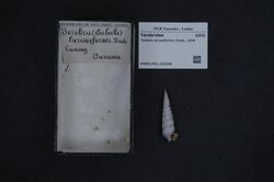 Naturalis Biodiversity Center - RMNH.MOL.226348 - Terebra larvaeformis Hinds, 1844 - Terebridae - Mollusc shell.jpeg