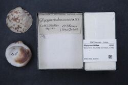 Naturalis Biodiversity Center - RMNH.MOL.315715 - Glycymeris decussata (Linnaeus, 1758) - Glycymerididae - Mollusc shell.jpeg