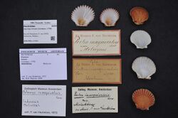 Naturalis Biodiversity Center - ZMA.MOLL.11411 - Haumea minuta (Linnaeus, 1758) - Pectinidae - Mollusc shell.jpeg