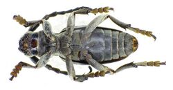 Neodorcadion bilineatum under.jpg