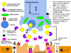 Neural Control (pre-muscle contraction).png