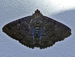 Noctuid Moth (Speiredonia mutabilis) (8405264981).jpg
