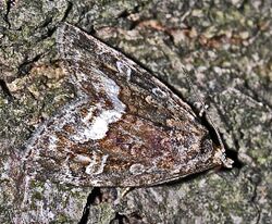 Noctuidae - Protodeltote pygarga.JPG