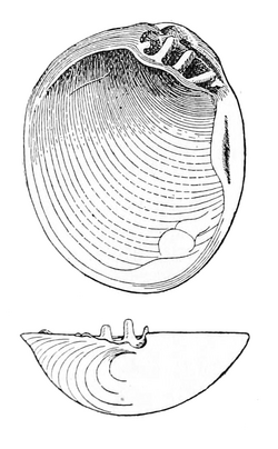 Nucinella dalli (from Hedley, 1902).png