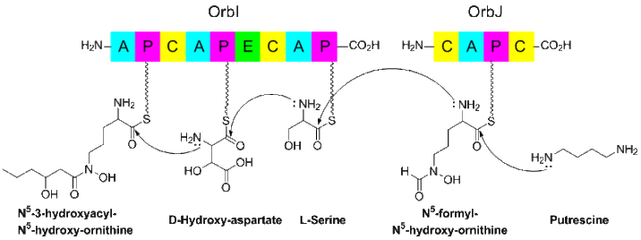 Biosynthesis of Ornibactin