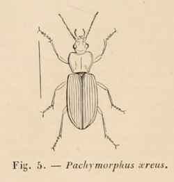 Pachymorphus aereus Chenu 1884.png