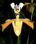 Paphiopedilum gratrixianum Orchi 146.jpg