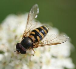 Parasyrphus vittiger (male).jpg