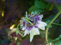 Passiflora morifolia flower.jpg