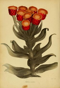Paxton's Magazine of Botany and Register of Flowering Plants (1838) (14578178680).jpg