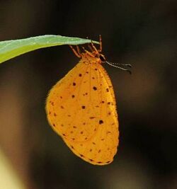 Pentila tropicalis tropicalis Spotted pentila.jpg