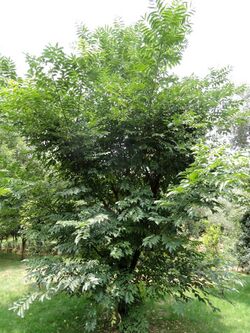 Phellodendron chinense var. yunnanensis - Kunming Botanical Garden - DSC03155.JPG