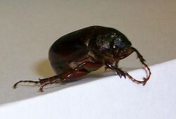 Phyllophaga commonjunebeetle.jpg