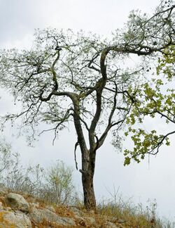 Pinus praetermissa, Zapopan, Jalisco, Mexico 6.jpg
