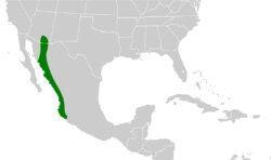 Polioptila nigriceps map.svg