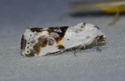 Ponometia candefacta - Olive-shaded Bird-dropping Moth (14231709526).jpg