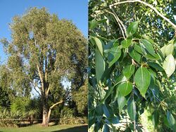 Populus simonii Toulouse 18-08-2008.jpg