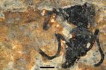 Protopone dubia holotype SMFMEI10142.jpg