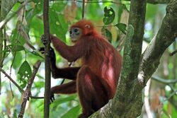 Red leaf monkey (Presbytis rubicunda).jpg