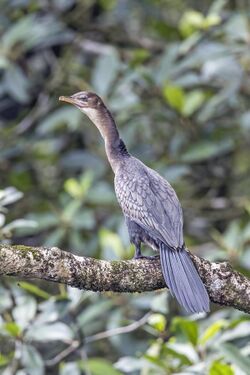 Reed cormorant (Microcarbo africanus) juvenile Sao Tome.jpg
