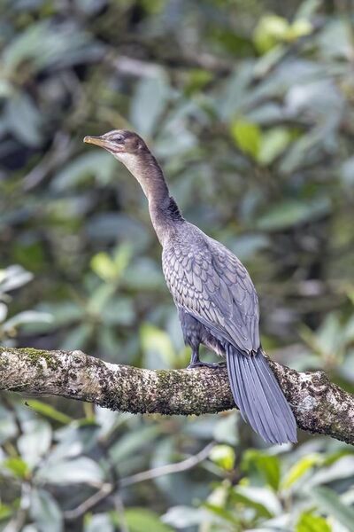File:Reed cormorant (Microcarbo africanus) juvenile Sao Tome.jpg