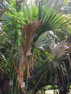 Sabal gretherieae0.jpg