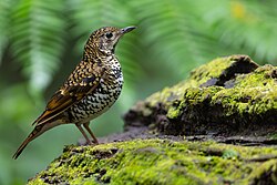 Scaly Thrush 0A2A8657.jpg