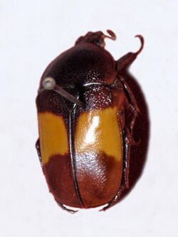 Scarabaeidae - Chondrorrhina abbreviata.jpg