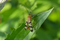 Scorpionfly (Panorpa americana) (14215501081).jpg