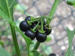 Solanum nigrum fruit black.jpg