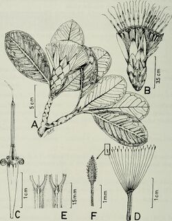 Stenopadus andicola.jpg