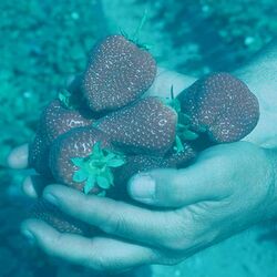 Strawberries memory colour.jpg