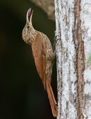 Streak-headed Woodcreeper - Darién - Panama (48444473992).jpg