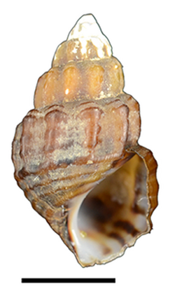 Sulcospira tonkiniana shell.png