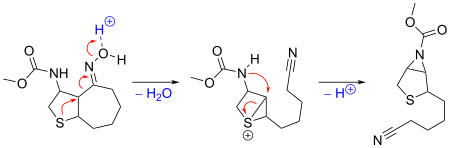 Reaction mechanism for sulfur-stabilized Beckmann fragmentation.