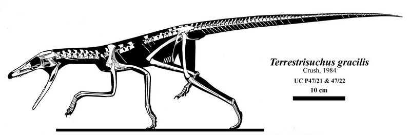 File:Terrestrisuchus.jpg