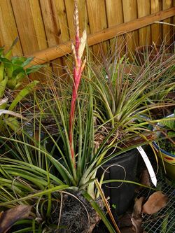 Tillandsia schiedeana 02 bench.jpg