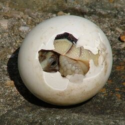 Tortoise hatching from egg
