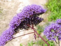 Trachelium caeruleum Enfoque 2012-7-11 FontsAlgar.jpg