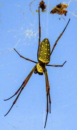 Trichonephila antipodiana 247839438.jpg