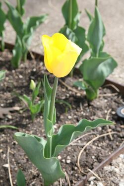 Triumph Tulip Strong Gold (Tulipa).jpg