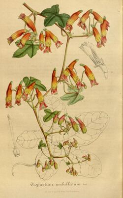 Tropaeolum umbellatum.jpg