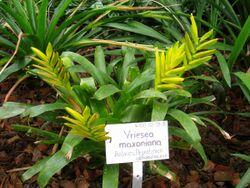 Vriesea maxoniana - Berlin Botanical Garden - IMG 8668.JPG