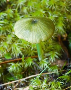 Wielangta Unidentified Fungus 5384.jpg